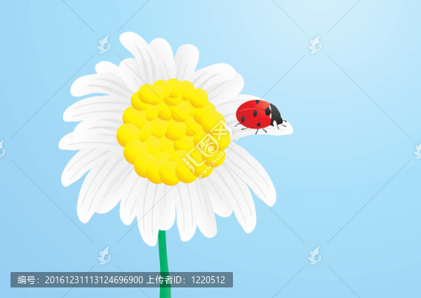 瓢蟲(chóng)在雛菊