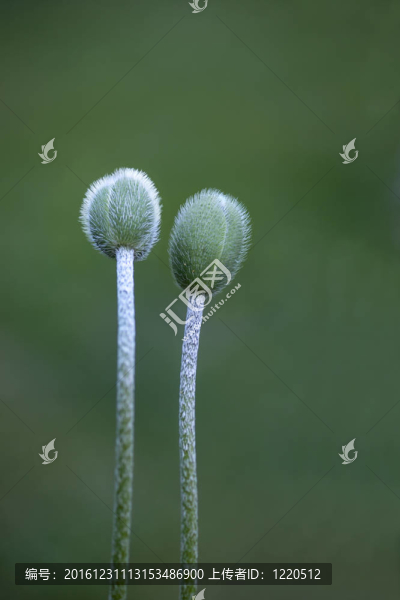 兩罌粟花蕾