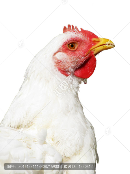 肉雞的母雞