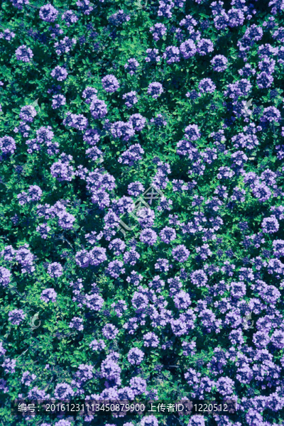 多彩花床