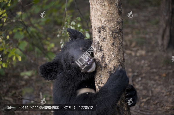 喜馬拉雅熊