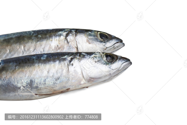 鲅魚(yú)