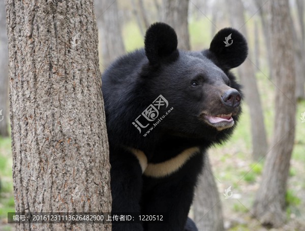 喜馬拉雅熊