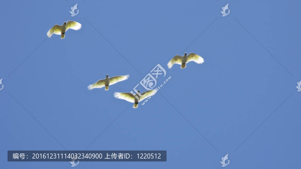 白鳳頭鸚鵡