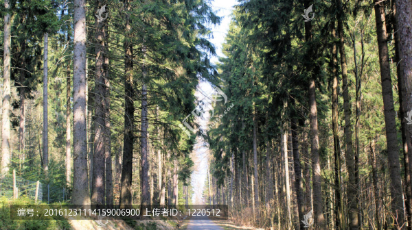 在厄爾士山脈森林的路