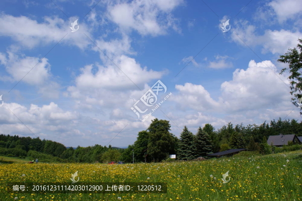 夏天的草地