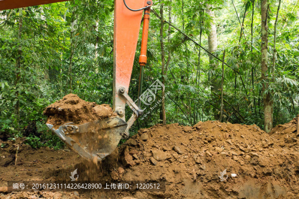 森林土撥鼠