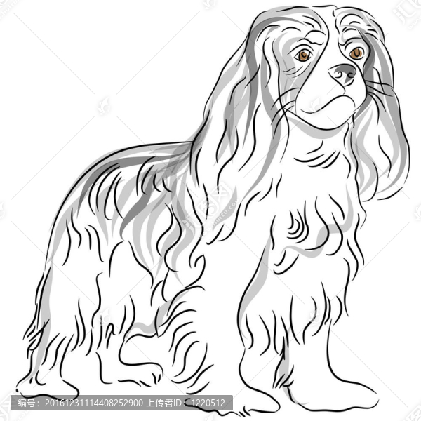 查爾斯王小獵犬圖