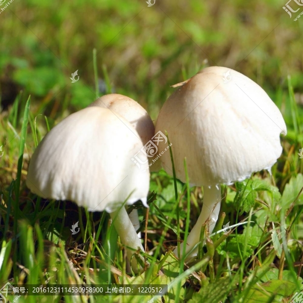 森林蘑菇