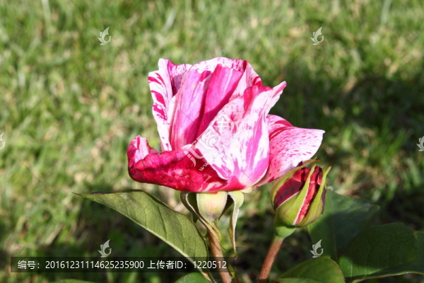 白玫瑰配紅色污漬