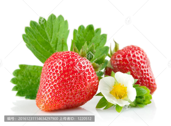 草莓葉子和花