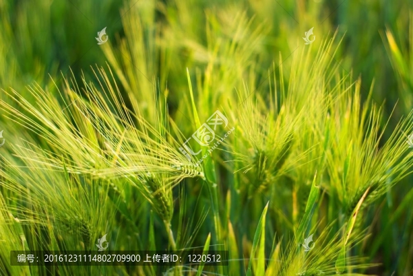 小麥