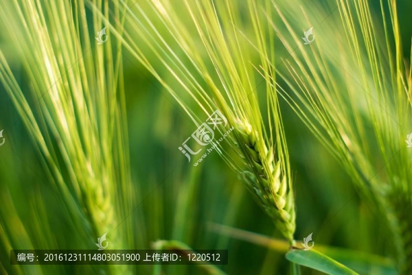 小麥