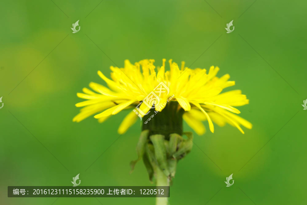 蒲公英