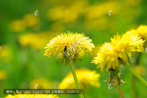 蒲公英
