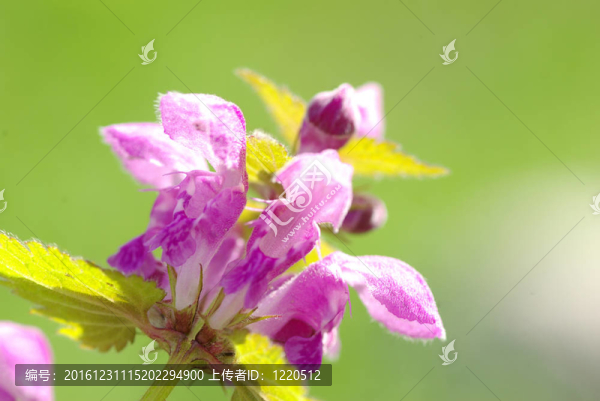花場(chǎng)