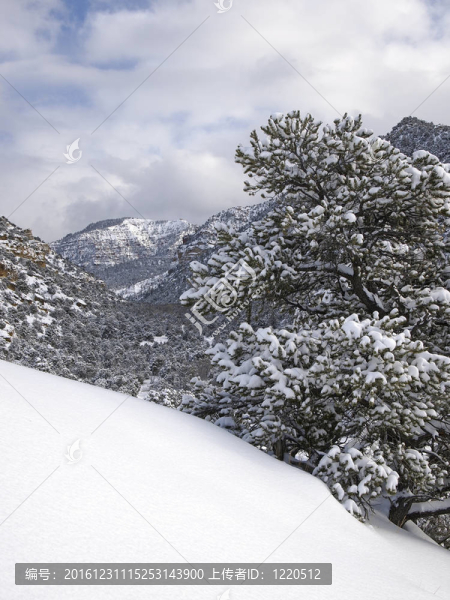 冬季風(fēng)暴Pinyon,Pine