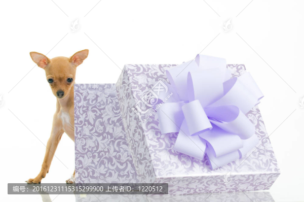 有趣的小狗靠近禮品盒