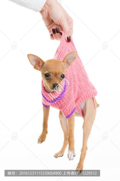 女性手拿滑稽狗
