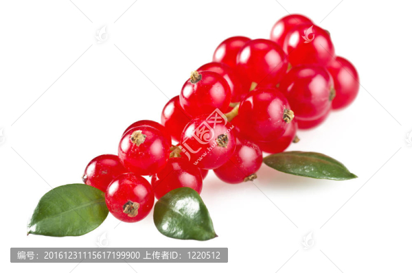 紅醋栗特寫在白