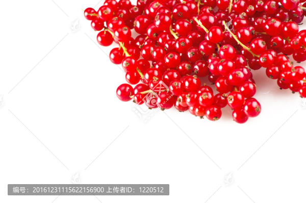 紅醋栗特寫在白