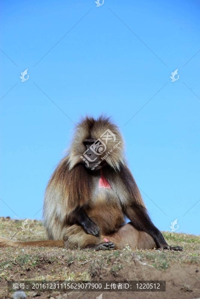 Baboon；埃塞俄比亞