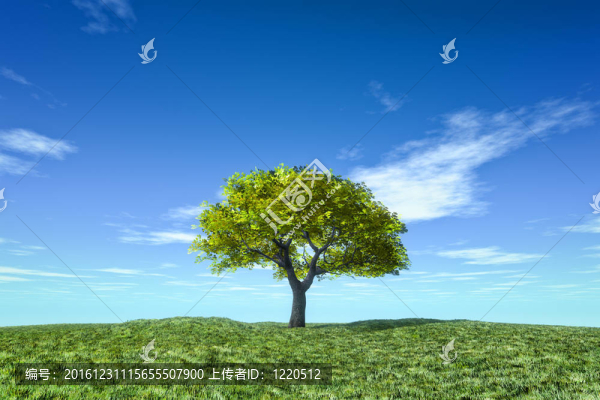 孤獨(dú)的樹(shù)