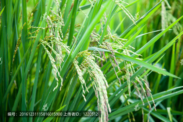 Rice和稻田。