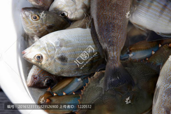 滿滿一桶魚