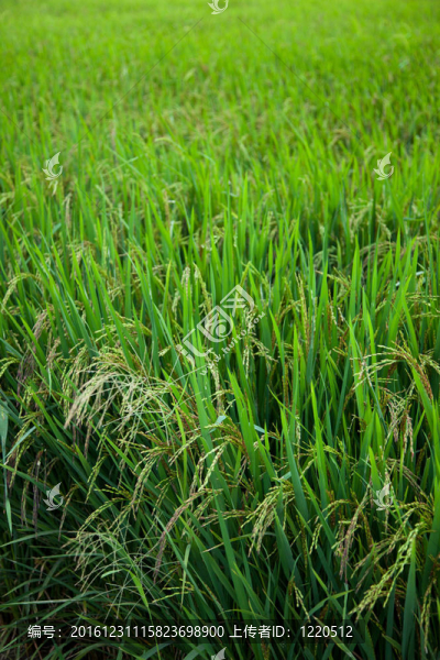 Rice和稻田。