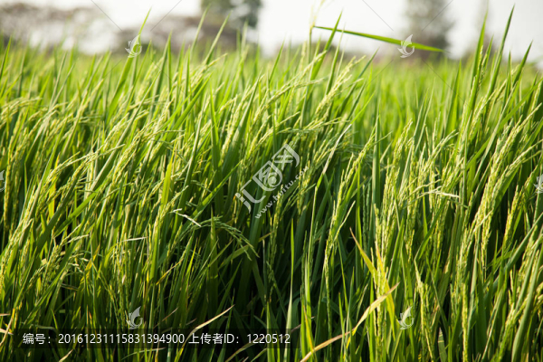 Rice和稻田。