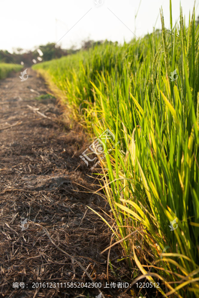 Rice和稻田。