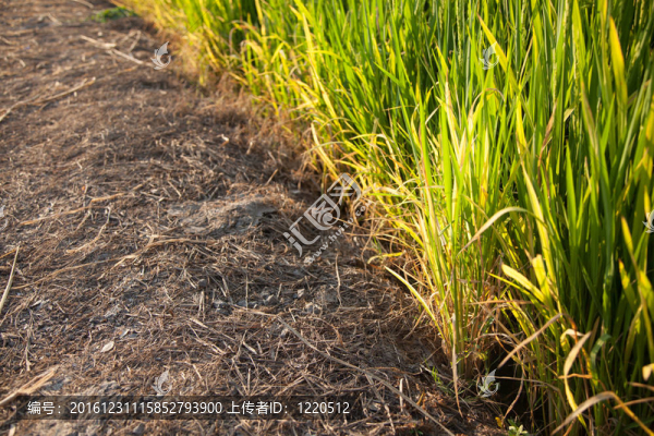Rice和稻田。