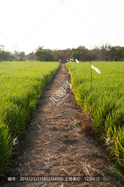 Rice和稻田。