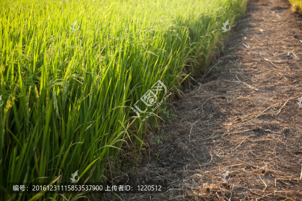 Rice和稻田。