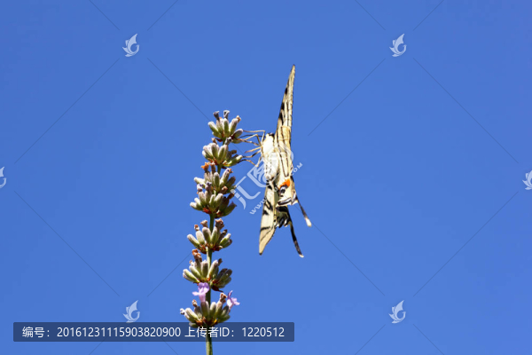 舊世界燕尾在薰衣草花