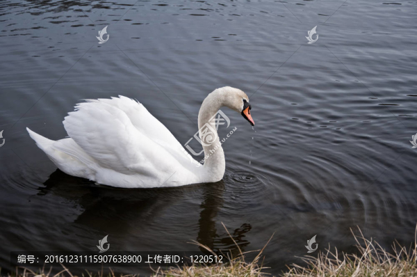天鵝3923
