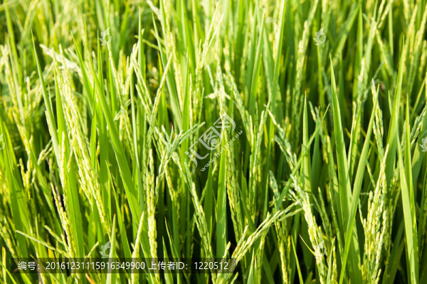 Rice和稻田。