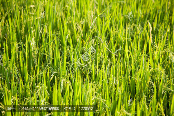 Rice和稻田。
