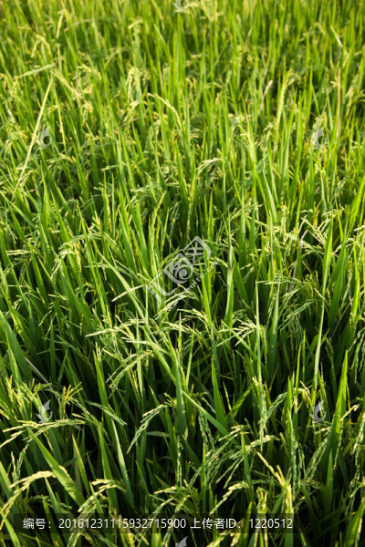 Rice和稻田。