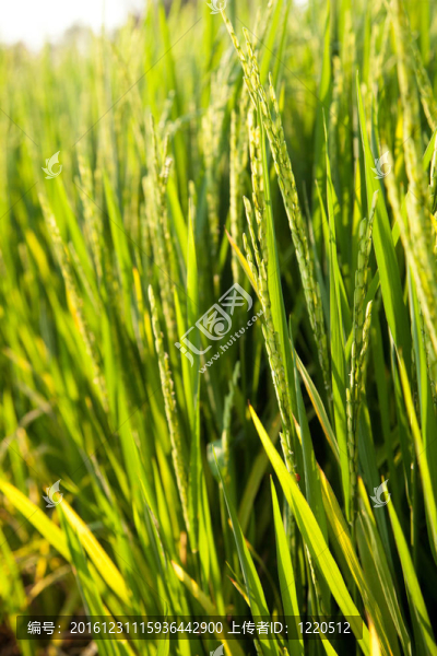Rice和稻田。