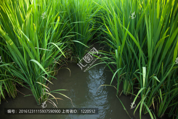 Rice和稻田。