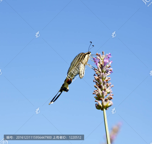 舊世界燕尾在薰衣草花