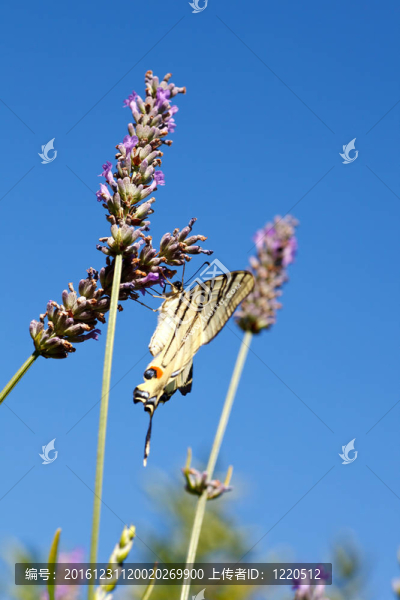 舊世界燕尾在薰衣草花
