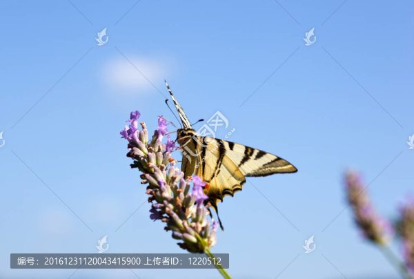 舊世界燕尾在薰衣草花