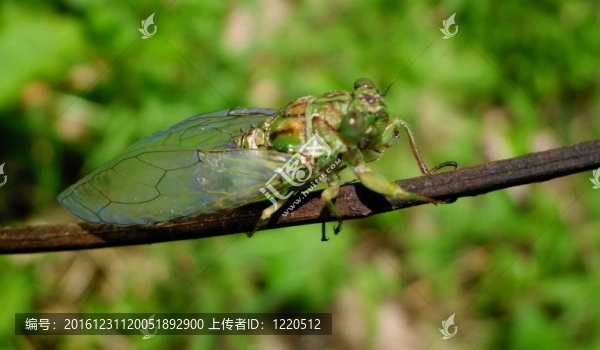 刺槐葉