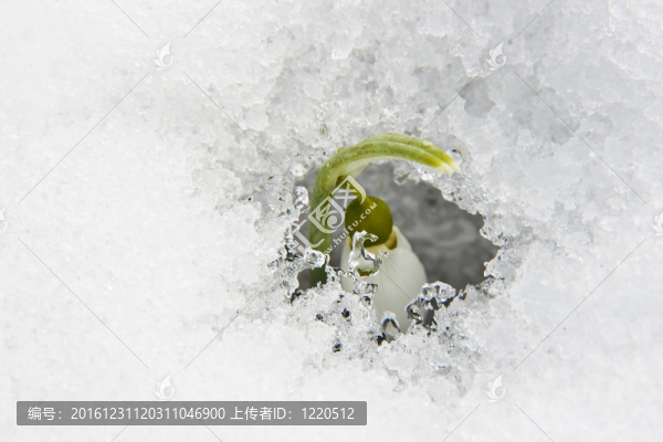 首先雪蓮花。