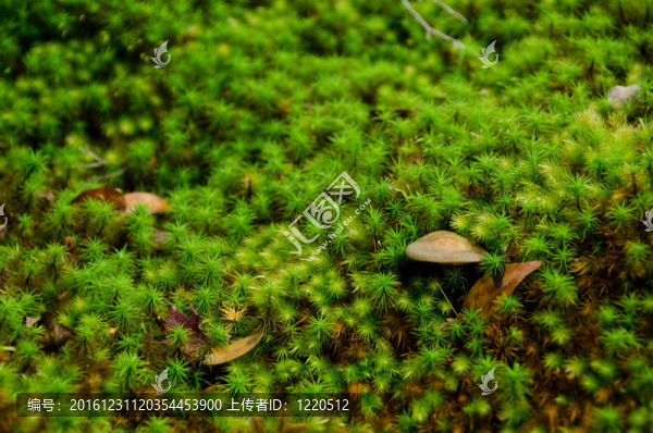苔蘚和蘑菇