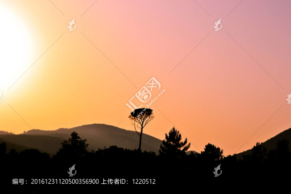 松樹映襯著傍晚的天空