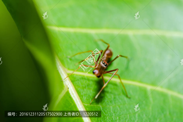 自然界中的紅蜘蛛
